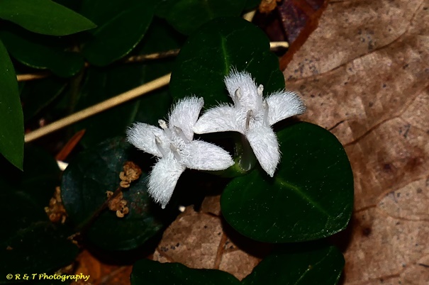 {Mitchella repens}
